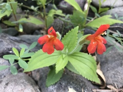 Erythranthe verbenacea