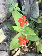 Erythranthe verbenacea