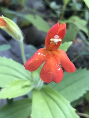 Erythranthe verbenacea