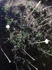 Acleisanthes
