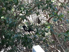 Prosthemadera novaeseelandiae