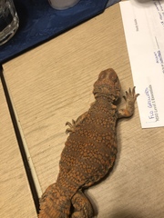 Uromastyx