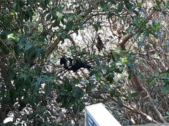 Prosthemadera novaeseelandiae