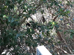 Prosthemadera novaeseelandiae