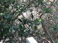 Prosthemadera novaeseelandiae