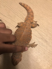 Uromastyx