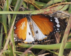Danaus chrysippus alcippus
