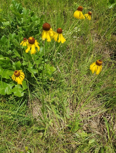 Old Field Sneezeweed (Helenium campestre)