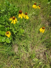 Helenium campestre
