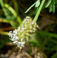 Dalea mountjoyae