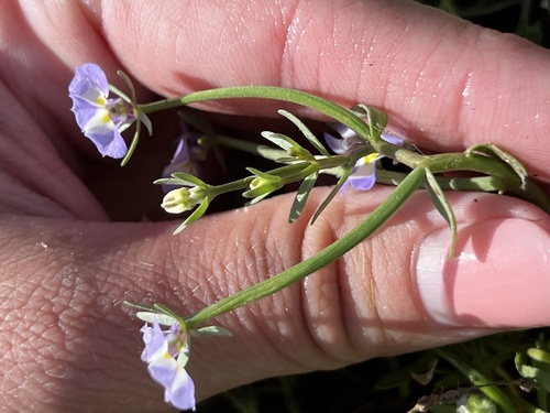 iNaturalist observation photo of Downingia bicornuta picta