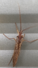 Nemotaulius hostilis