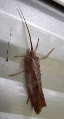 Nemotaulius hostilis