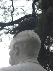 Columba livia domestica