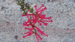 Russelia sonorensis