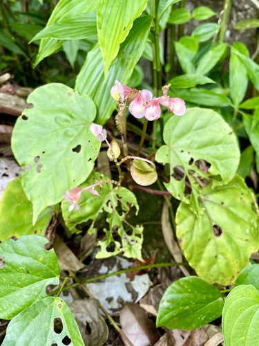 Begonia lyallii