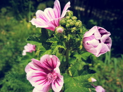 Malva
