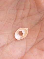 Crepidula norrisiarum