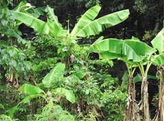 Musa × paradisiaca
