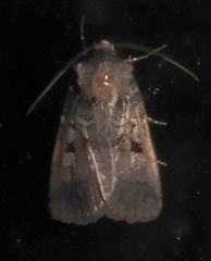 Xestia normanianus
