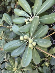 Pittosporum tobira