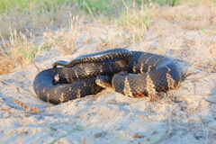 Nerodia sipedon williamengelsi