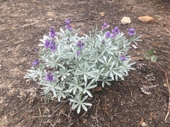 Lupinus obtusilobus