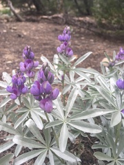 Lupinus obtusilobus