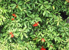 Sterculia lanceolata