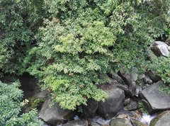 Sterculia lanceolata