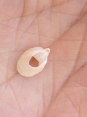 Crepidula norrisiarum