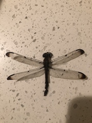 Libellula vibrans
