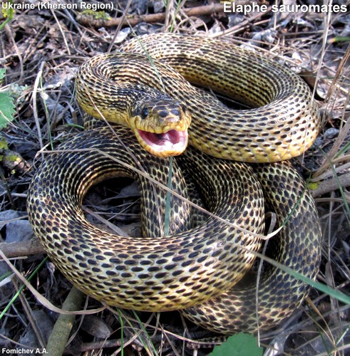 Photo of a East-Four-lined Ratsnake (Elaphe sauromates)