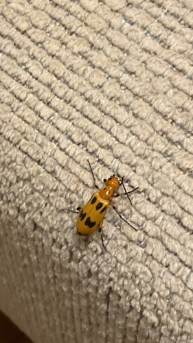 Pyrota fasciata photo 5