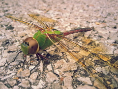 Anax junius