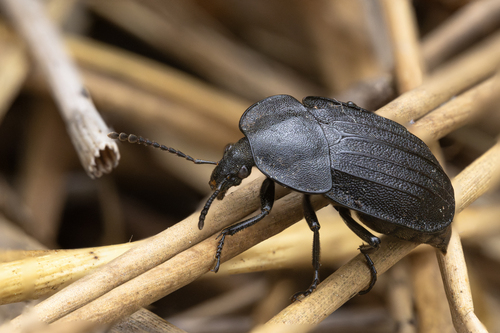 Šliužagraužis maitvabalis nuotrauka