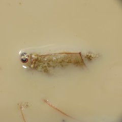 Triops longicaudatus