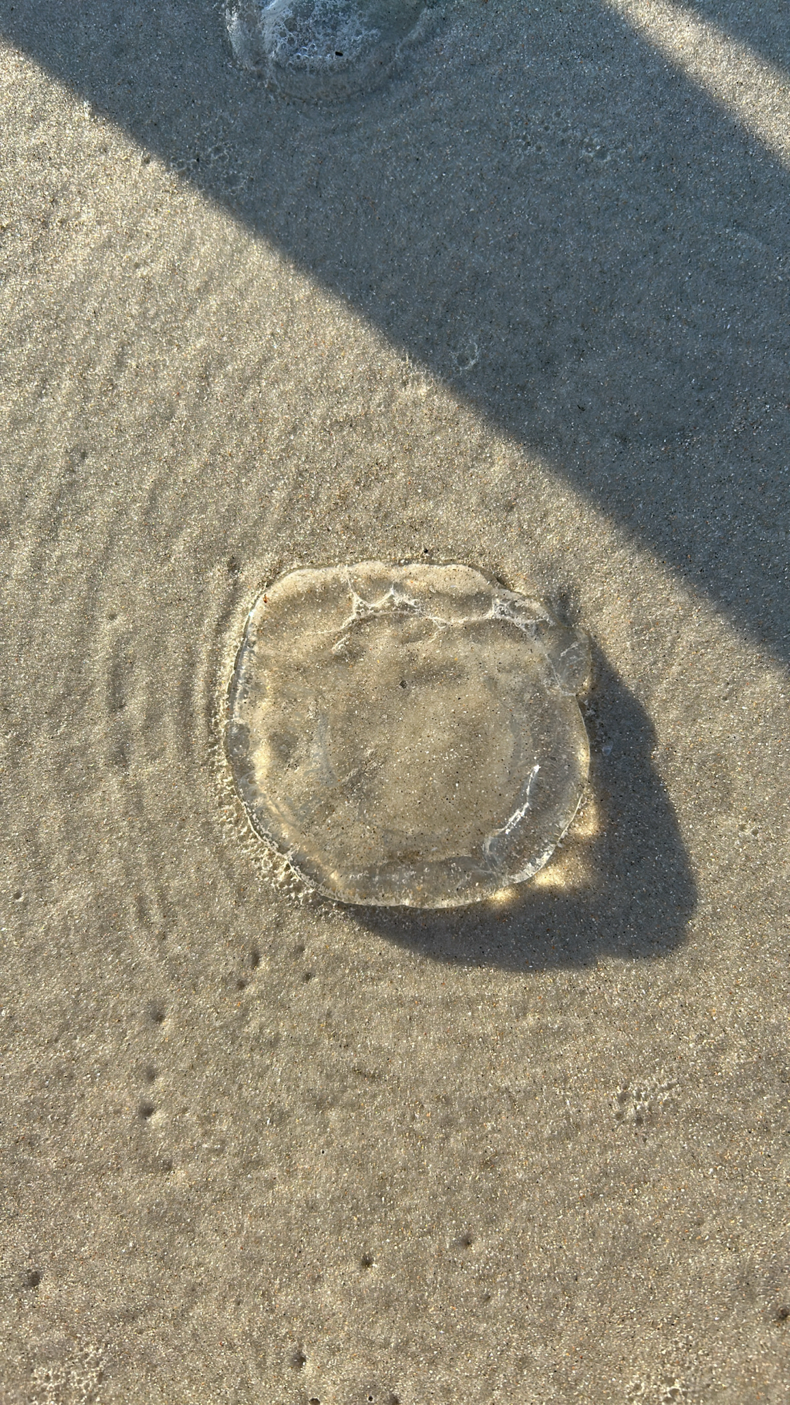 Rhacostoma atlanticum L.Agassiz, 1851