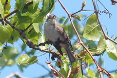 Vireo gilvus