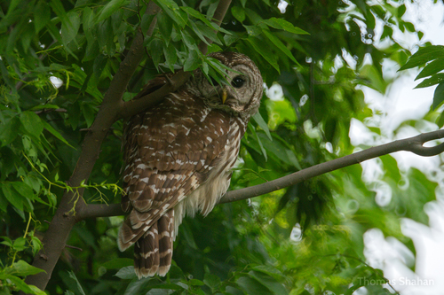 Barred Owl photographed in Oklahoma