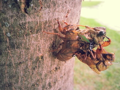 Neotibicen