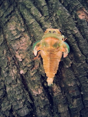 Neotibicen