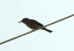 Empidonax difficilis