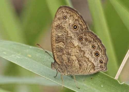 Jeffrey’s Bush Brown