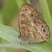 Jeffrey’s Bush Brown - Photo (c) shirdipam, some rights reserved (CC BY-NC), uploaded by shirdipam