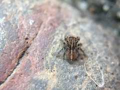 Attinella dorsata