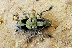 Steirastoma coenosum