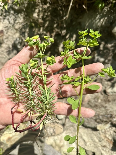 Euphorbia peplus iNat (1)
