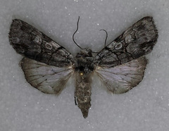 Sympistis chionanthi