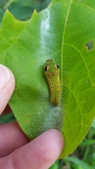 Papilio troilus troilus